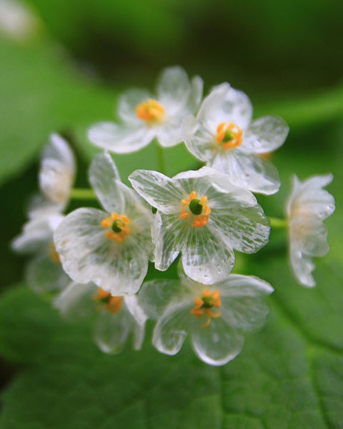 transparent skeleton flowers in rain diphylleia grayi 23.jpg