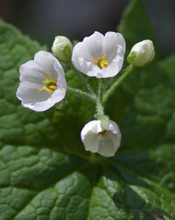 transparent skeleton flowers in rain diphylleia grayi 24.jpg