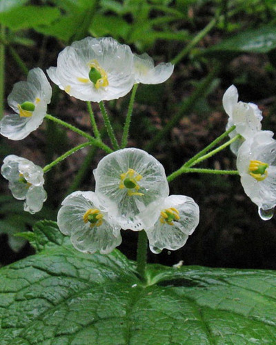 transparent skeleton flowers in rain diphylleia grayi 6.jpg