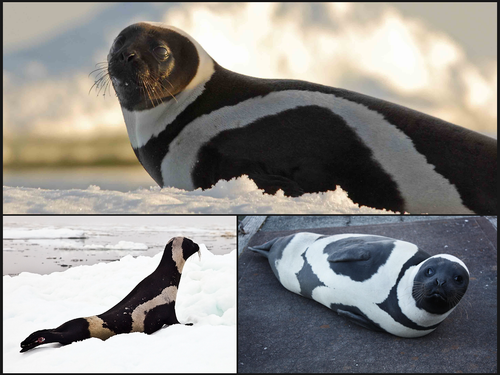 the ribbon seal is one of the most distinct seals in the v0 hnkh116gr5wa1.png