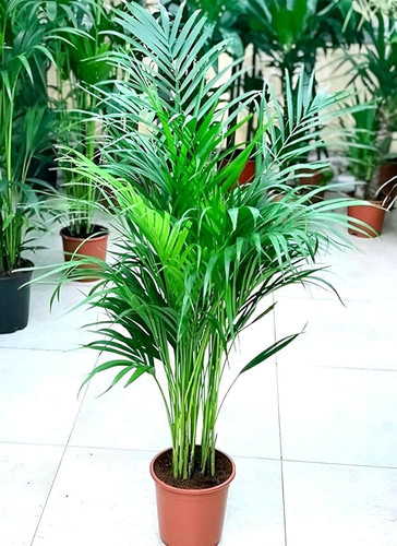 71ggiMMfDIL. AC UF1000,1000 QL80 .jpg