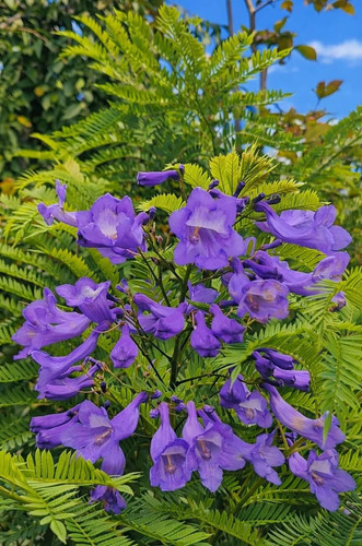 Jacaranda mimisifolia Bonsai Bue scaled 1.jpg