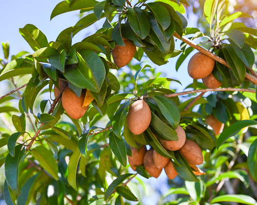 sapodilla fruit on the sapodilla tree plant on summer, sapodilla plum in the garden fruit in thailan.jpg