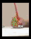 a0fe66926d2d.gif