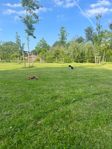 photo 2026 06 16 dogs in grass.png