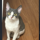 pc e558b659b86e user1 dd94f9e9.png
