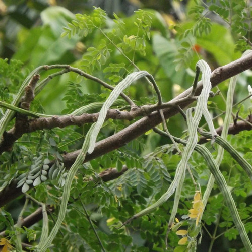 Moringa oleifera 02.jpg