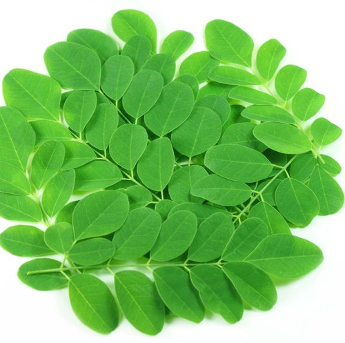 organic moringa oleifera leaf dgs spices kerala spices expoters.jpg