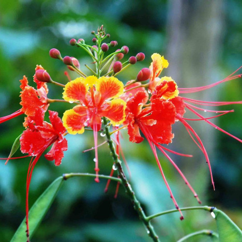 peacockflower rajamallired caesa.jpg