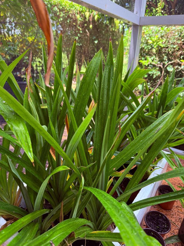 pandan plant.jpg