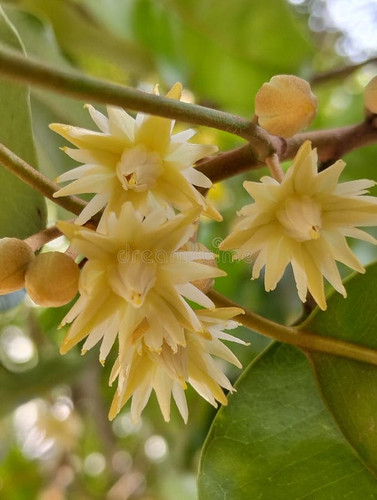 close up bakul flower mimusops elengi blooming tree branch macro close up shot blooming bakul flower.jpg