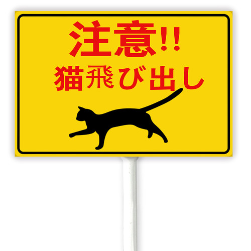 cat 1 31.jpg