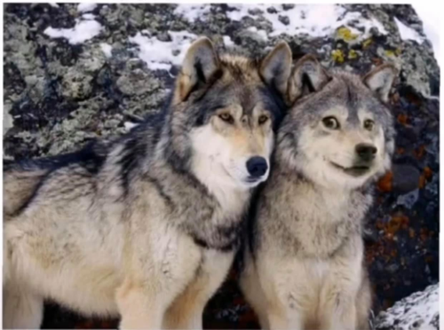 husky.png
