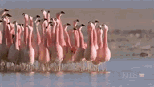 1000014162.gif