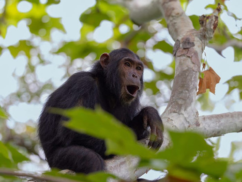 001 chimpanzee.jpg