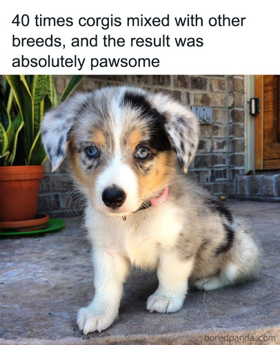 dogs pets.jpg