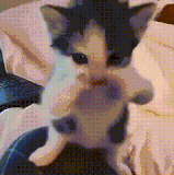 c6fc4b07 c557 4b0f 8285 3fd3fa2084a3.gif