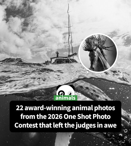 best animal photography exposure one awards.jpg