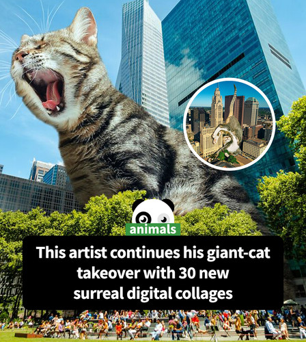 giant cats surreal photo manipulations matt mccarthy part 6.jpg