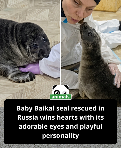 855. This rescued baby seal is melting hearts everywhere with its adorable eyes and playful personal.png