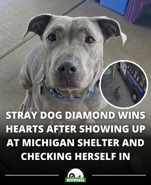 847. A stray dog named Diamond has gone viral after seemingly checking herself into an animal shelte.png