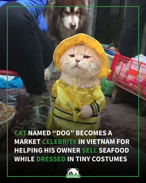856. Dog is a Scottish Fold cat from Haiphong, Vietnam, who became internet famous after photos of h.png