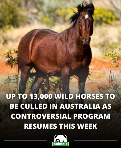 857. Barbaric culling of up to 13,000 wild horses will start in Australia this week.png