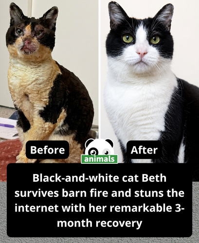 854. A cat named Beth is going viral after surviving a barn fire that left her badly burned and almo.png
