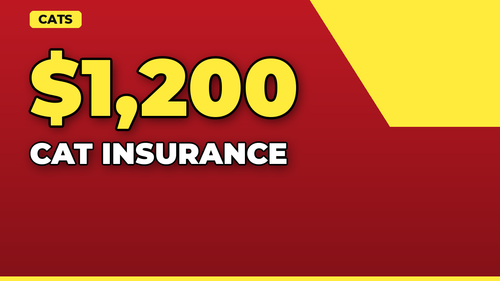 thumb cat insurance do you really need it landscape.png