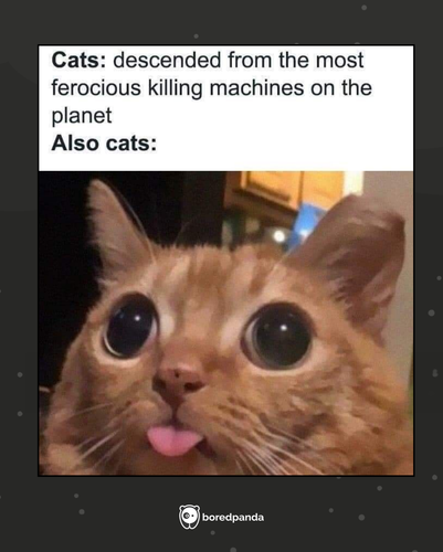 MEMES (31).png