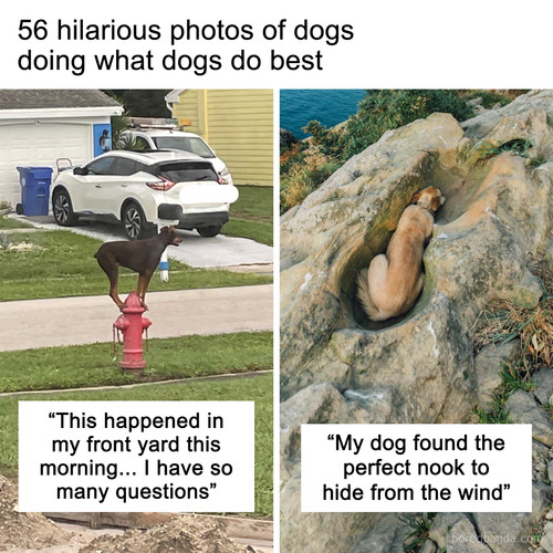 interesting dog pictures.jpg