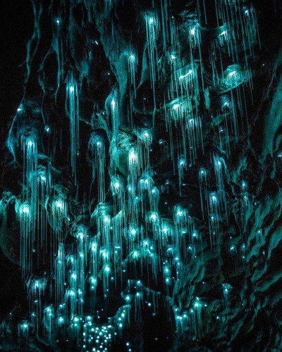 the waitomo glowworm caves in new zealand v0 qtxzxzbrf9d41.jpg