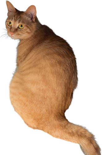 retouch 2026061016060117.png