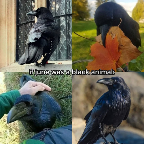 image 2026 06 10T204752.278.png