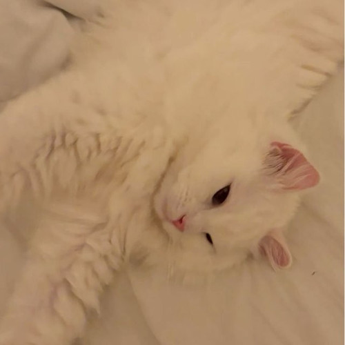 turkish%20angora.jpg
