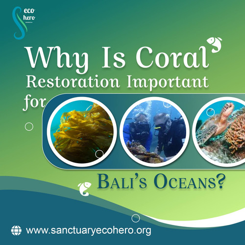 Why Is Coral Restoration Important for Bali’s Oceans.jpg