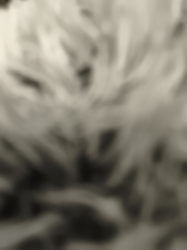 17810382065732577621858259351364.jpg