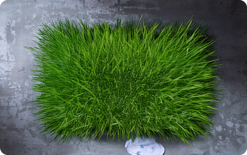 grass.png
