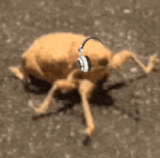 weevil acorn weevil.gif