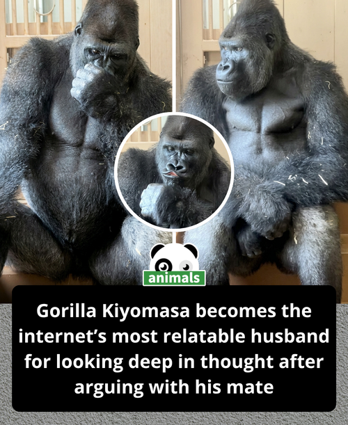 859. Shabani, the famous “ikemen” gorilla at Higashiyama Zoo in Nagoya, has gone viral.png