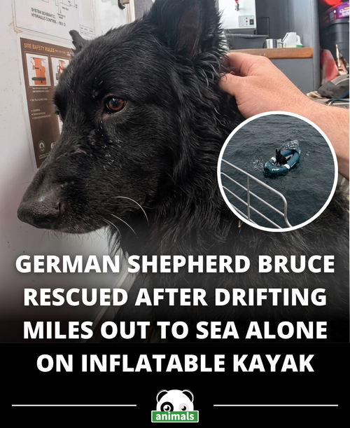 860. A German Shepherd was rescued after being blown out to sea in an inflatable kayak near the Farn.png
