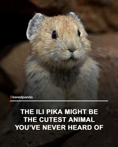 img facts.jpg