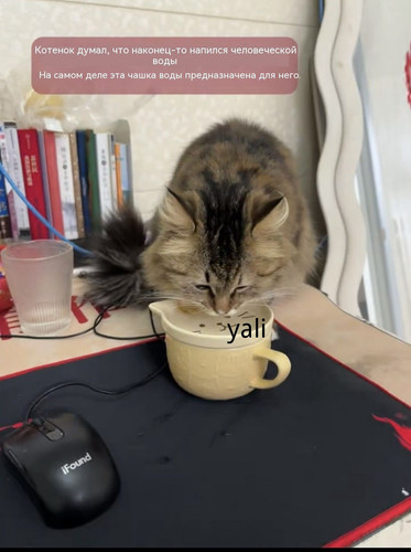 1781068279716.jpg