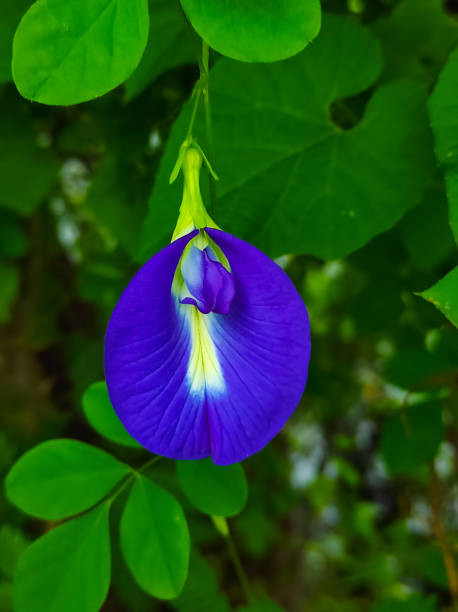 istockphoto 1417420074 612x612.jpg