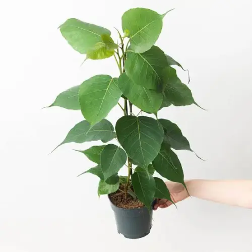 planty.webp