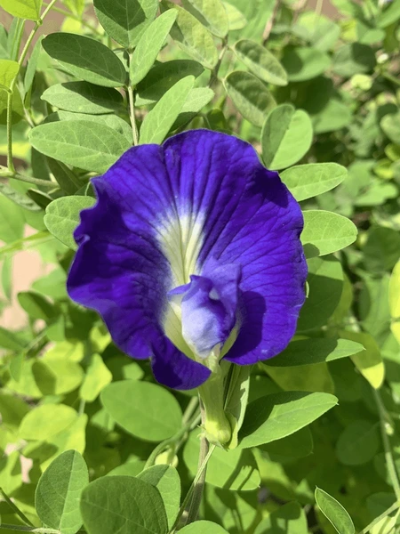 aparajita blue flower garden 600nw 2499491047.webp