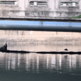 IMG 2408.gif