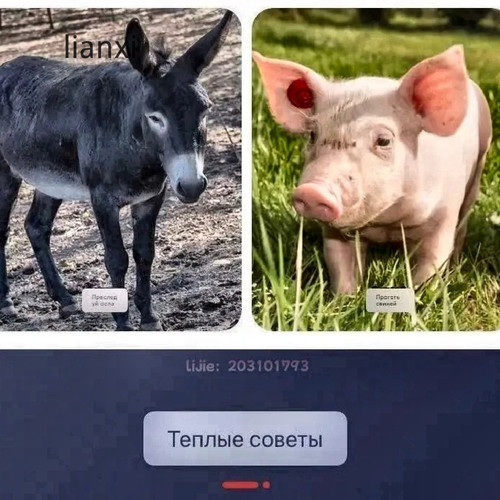 1781074481018.jpg