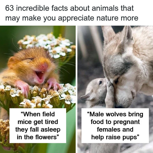 animal pulse facts.jpg