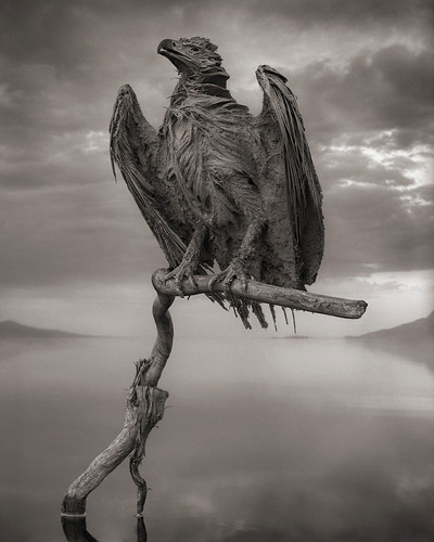 Calcified Fish Eagle.jpg